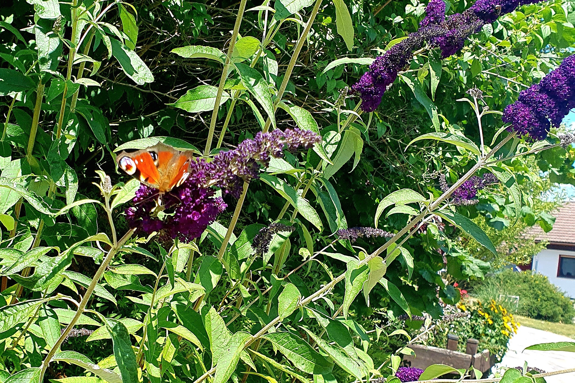 Ein Sommerflieder mit einem Schmetterling auf der Blüte.