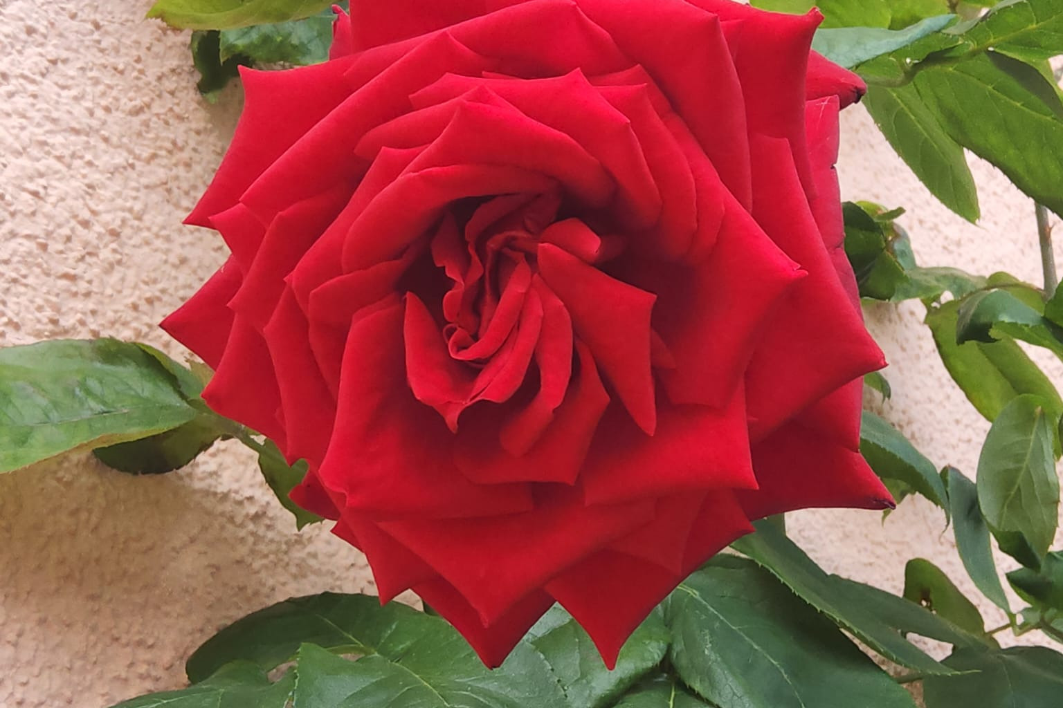 Rote Rose