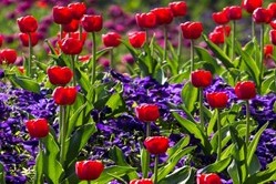 Frühlingsfest Frühlingsfest