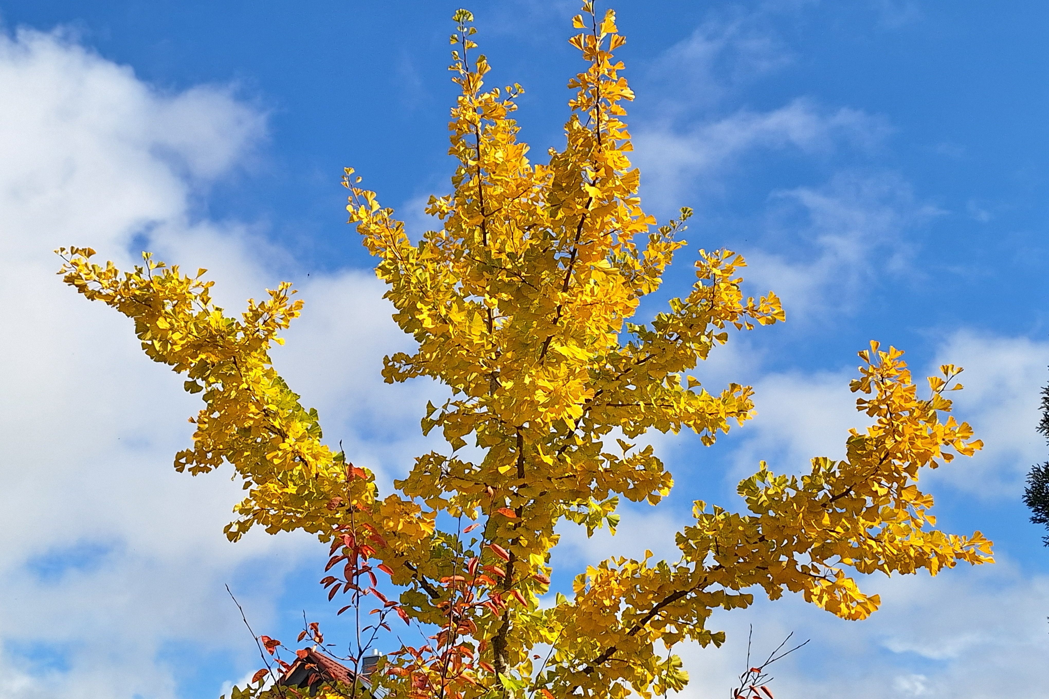 Ein Gingkobaum in seinem sch&ouml;nsten herbstlichen Gewand