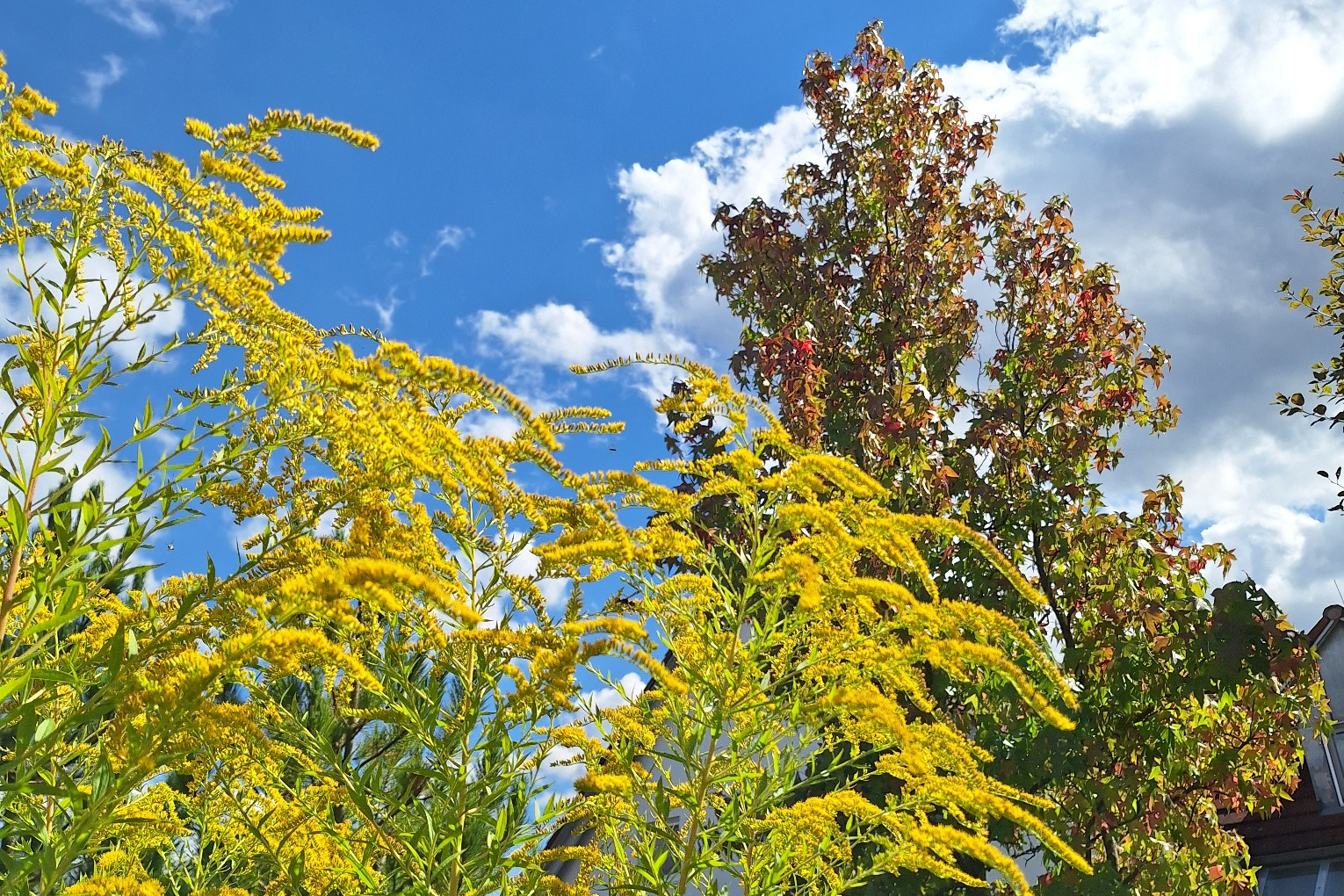 Der Herbst in Aufbruchstimmung!