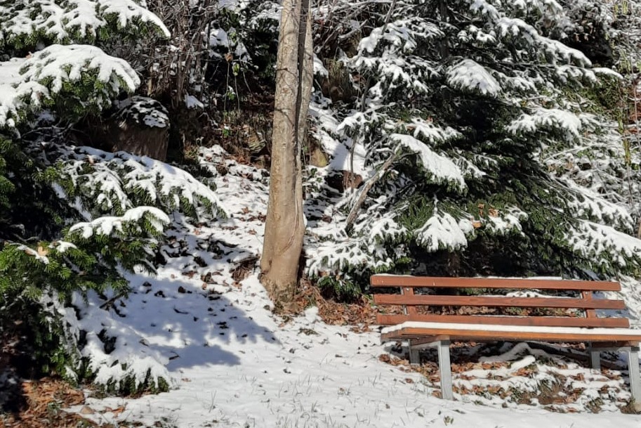Ruhebank im Winterwald mit verschneiten Tannen