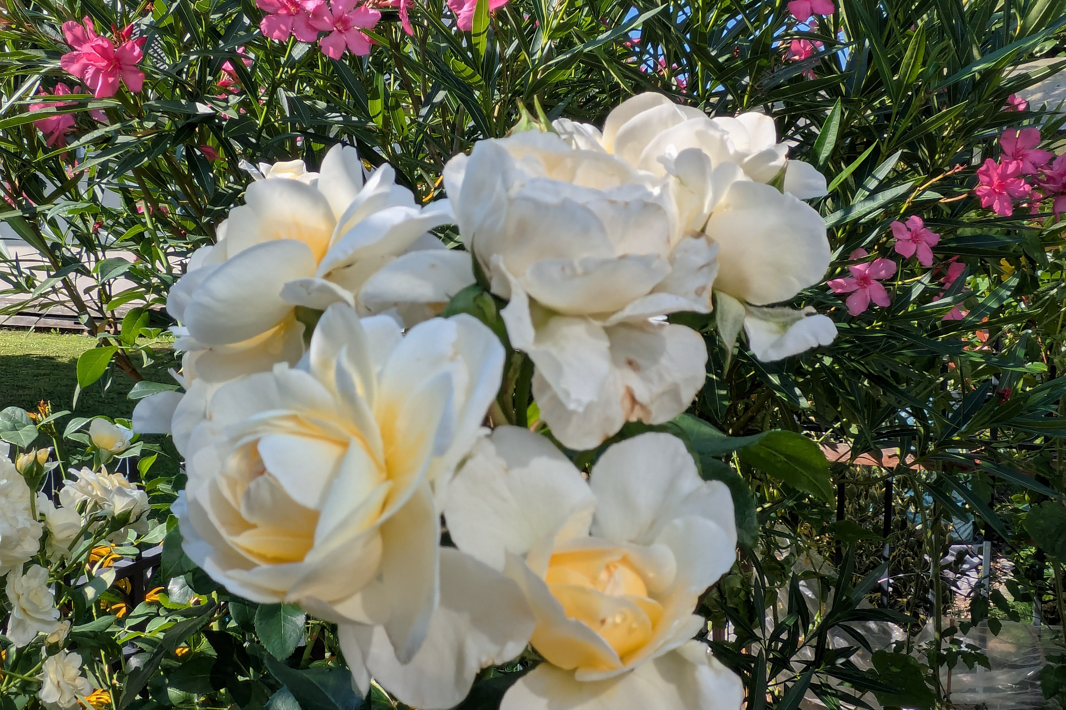 Blumen Garten