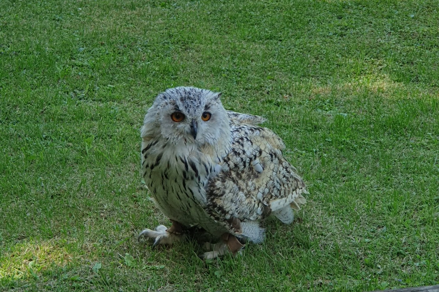 Kiru - sibirischer Uhu